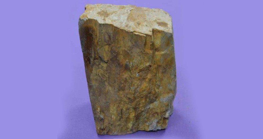 硅質頁巖 硅質頁巖